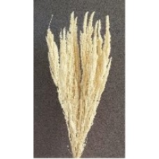 AMARANTHUS  STANDING 24" Bleached